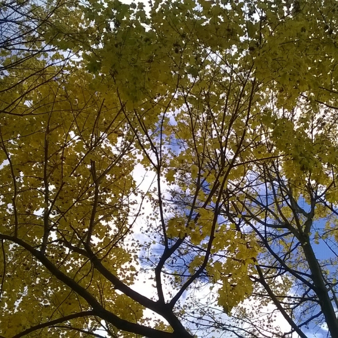 Northeast Ohio Autumn Tree Leaves Kent NEOplaneteers Tree